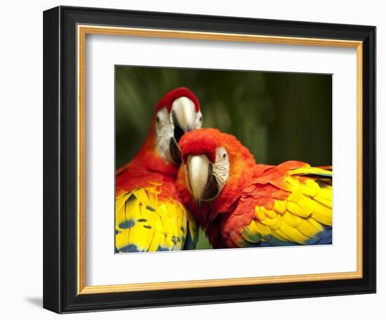 Scarlet Macaws at Zoo Ave Park, Outside San Jose-Paul Souders-Framed Photographic Print