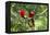 Scarlet Macaws, Costa Rica-Paul Souders-Framed Premier Image Canvas