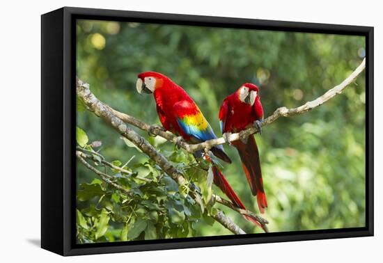 Scarlet Macaws, Costa Rica-Paul Souders-Framed Premier Image Canvas