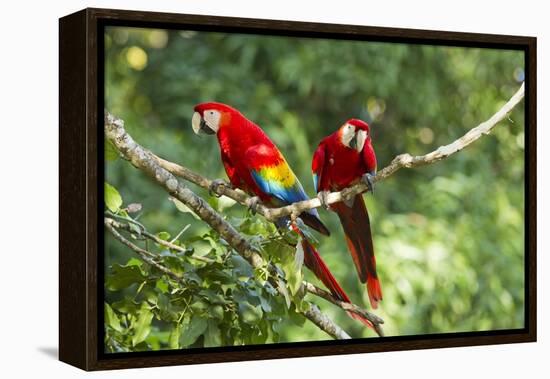 Scarlet Macaws, Costa Rica-Paul Souders-Framed Premier Image Canvas