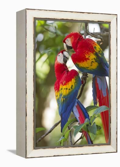 Scarlet Macaws, Costa Rica-null-Framed Premier Image Canvas