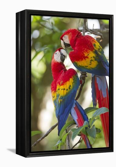 Scarlet Macaws, Costa Rica-null-Framed Premier Image Canvas