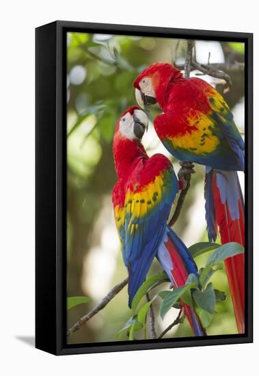 Scarlet Macaws, Costa Rica-null-Framed Premier Image Canvas