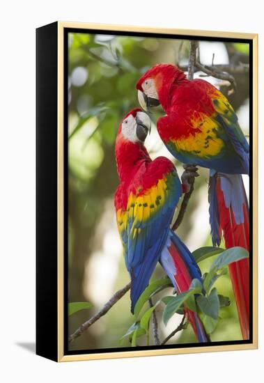 Scarlet Macaws, Costa Rica-null-Framed Premier Image Canvas