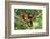 Scarlet Macaws, Costa Rica-Paul Souders-Framed Photographic Print