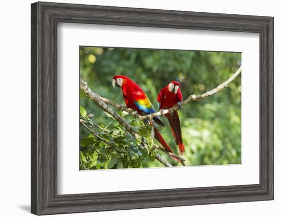 Scarlet Macaws, Costa Rica-Paul Souders-Framed Photographic Print