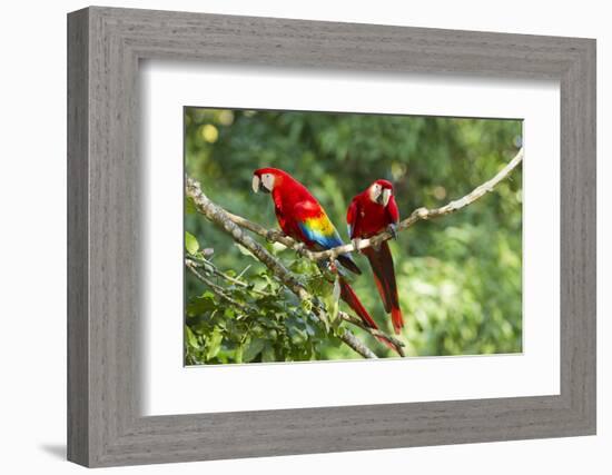 Scarlet Macaws, Costa Rica-Paul Souders-Framed Photographic Print