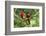 Scarlet Macaws, Costa Rica-Paul Souders-Framed Photographic Print