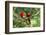 Scarlet Macaws, Costa Rica-Paul Souders-Framed Photographic Print