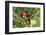 Scarlet Macaws, Costa Rica-Paul Souders-Framed Photographic Print