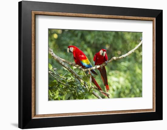 Scarlet Macaws, Costa Rica-Paul Souders-Framed Photographic Print