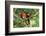 Scarlet Macaws, Costa Rica-Paul Souders-Framed Photographic Print