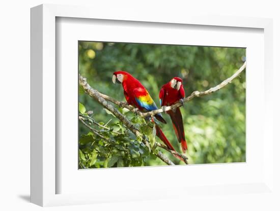 Scarlet Macaws, Costa Rica-Paul Souders-Framed Photographic Print