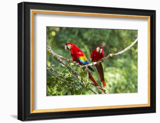 Scarlet Macaws, Costa Rica-Paul Souders-Framed Photographic Print