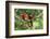 Scarlet Macaws, Costa Rica-Paul Souders-Framed Photographic Print