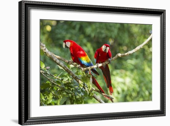 Scarlet Macaws, Costa Rica-Paul Souders-Framed Photographic Print