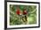 Scarlet Macaws, Costa Rica-Paul Souders-Framed Photographic Print