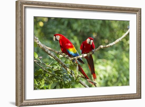 Scarlet Macaws, Costa Rica-Paul Souders-Framed Photographic Print