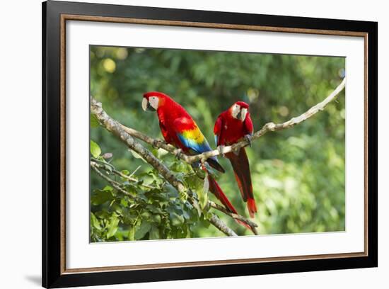 Scarlet Macaws, Costa Rica-Paul Souders-Framed Photographic Print