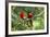 Scarlet Macaws, Costa Rica-Paul Souders-Framed Photographic Print