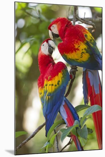 Scarlet Macaws, Costa Rica-null-Mounted Photographic Print