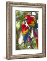 Scarlet Macaws, Costa Rica-null-Framed Photographic Print