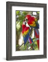 Scarlet Macaws, Costa Rica-null-Framed Photographic Print