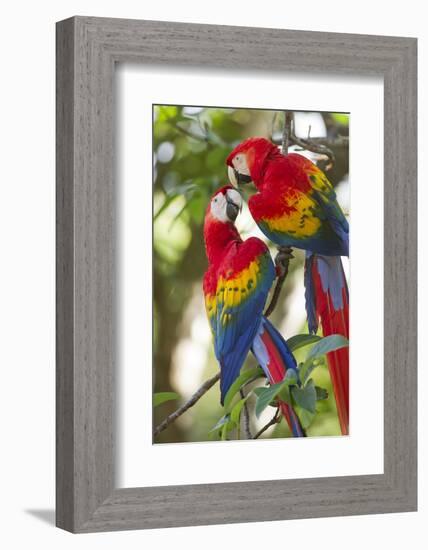 Scarlet Macaws, Costa Rica-null-Framed Photographic Print