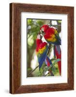 Scarlet Macaws, Costa Rica-null-Framed Photographic Print