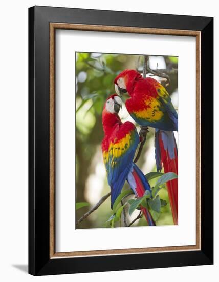 Scarlet Macaws, Costa Rica-null-Framed Photographic Print