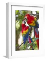 Scarlet Macaws, Costa Rica-null-Framed Photographic Print