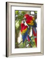 Scarlet Macaws, Costa Rica-null-Framed Photographic Print