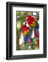 Scarlet Macaws, Costa Rica-null-Framed Photographic Print