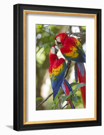 Scarlet Macaws, Costa Rica-null-Framed Photographic Print