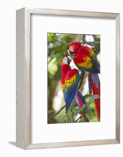 Scarlet Macaws, Costa Rica-null-Framed Photographic Print