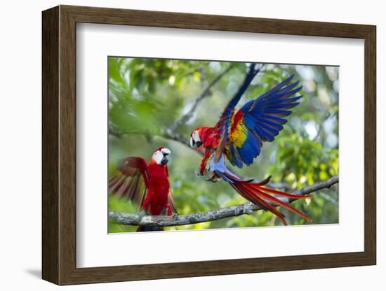 Scarlet Macaws, Costa Rica-null-Framed Photographic Print