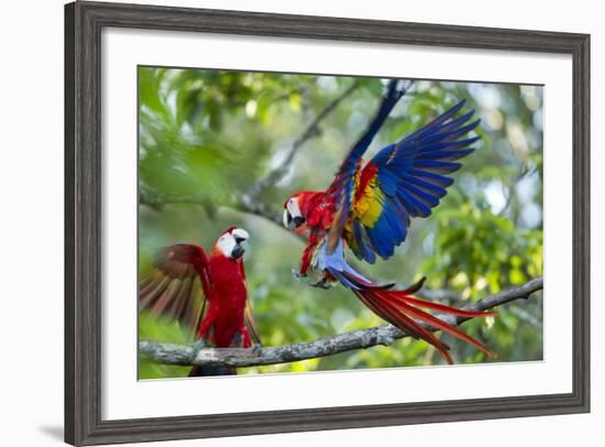 Scarlet Macaws, Costa Rica-null-Framed Photographic Print