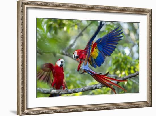 Scarlet Macaws, Costa Rica-null-Framed Photographic Print