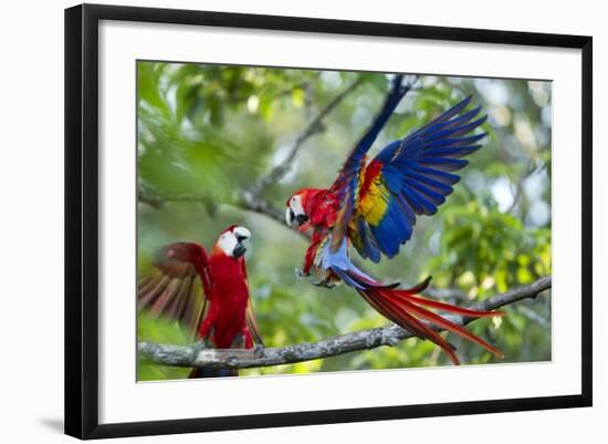 Scarlet Macaws, Costa Rica-null-Framed Photographic Print