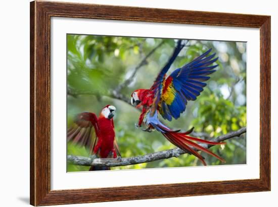 Scarlet Macaws, Costa Rica-null-Framed Photographic Print