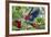 Scarlet Macaws, Costa Rica-null-Framed Photographic Print