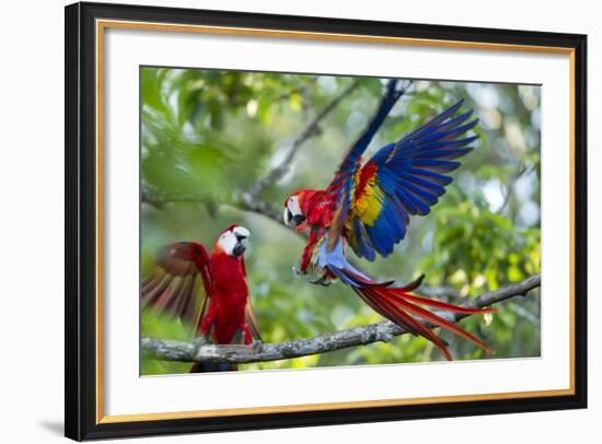 Scarlet Macaws, Costa Rica-null-Framed Photographic Print