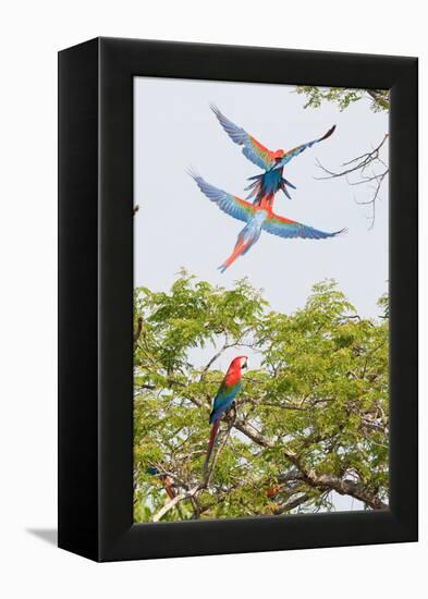 Scarlet Macaws in Flight-Howard Ruby-Framed Premier Image Canvas