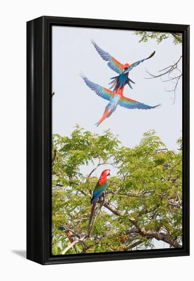 Scarlet Macaws in Flight-Howard Ruby-Framed Premier Image Canvas