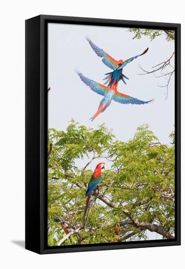 Scarlet Macaws in Flight-Howard Ruby-Framed Premier Image Canvas