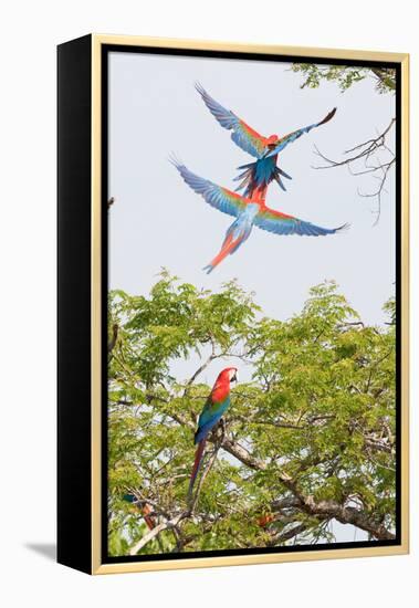 Scarlet Macaws in Flight-Howard Ruby-Framed Premier Image Canvas