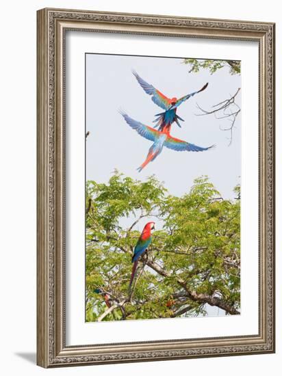 Scarlet Macaws in Flight-Howard Ruby-Framed Photographic Print