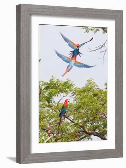 Scarlet Macaws in Flight-Howard Ruby-Framed Photographic Print