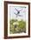 Scarlet Macaws in Flight-Howard Ruby-Framed Photographic Print