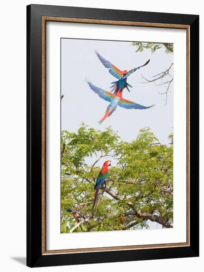 Scarlet Macaws in Flight-Howard Ruby-Framed Photographic Print